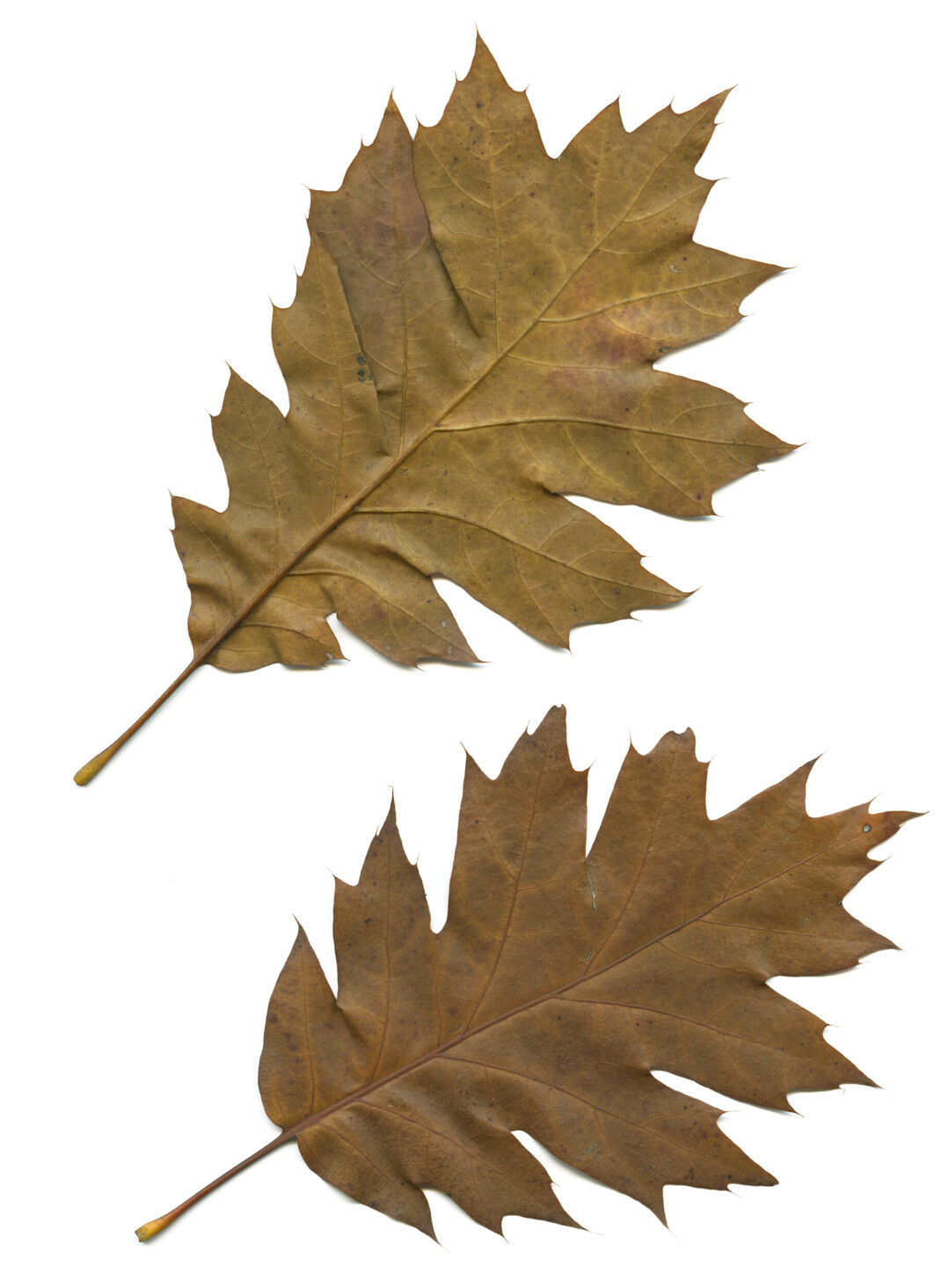 Herbstbltter der Rot-Eiche