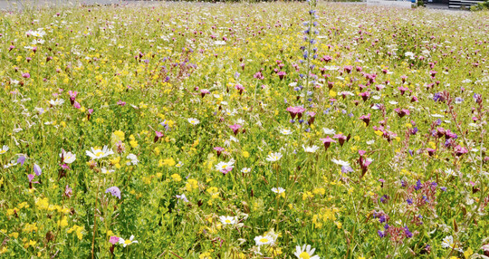 Angeste Blumenwiese (hier Magerwiese Nr. 6a von Syringa). Mit der richtigen Vegetationstechnik und echtem heimischen Wildblumensaatgut kann eine knstlich angelegte Wiese schon nach zwei bis drei Jahren so aussehen und uralt werden.