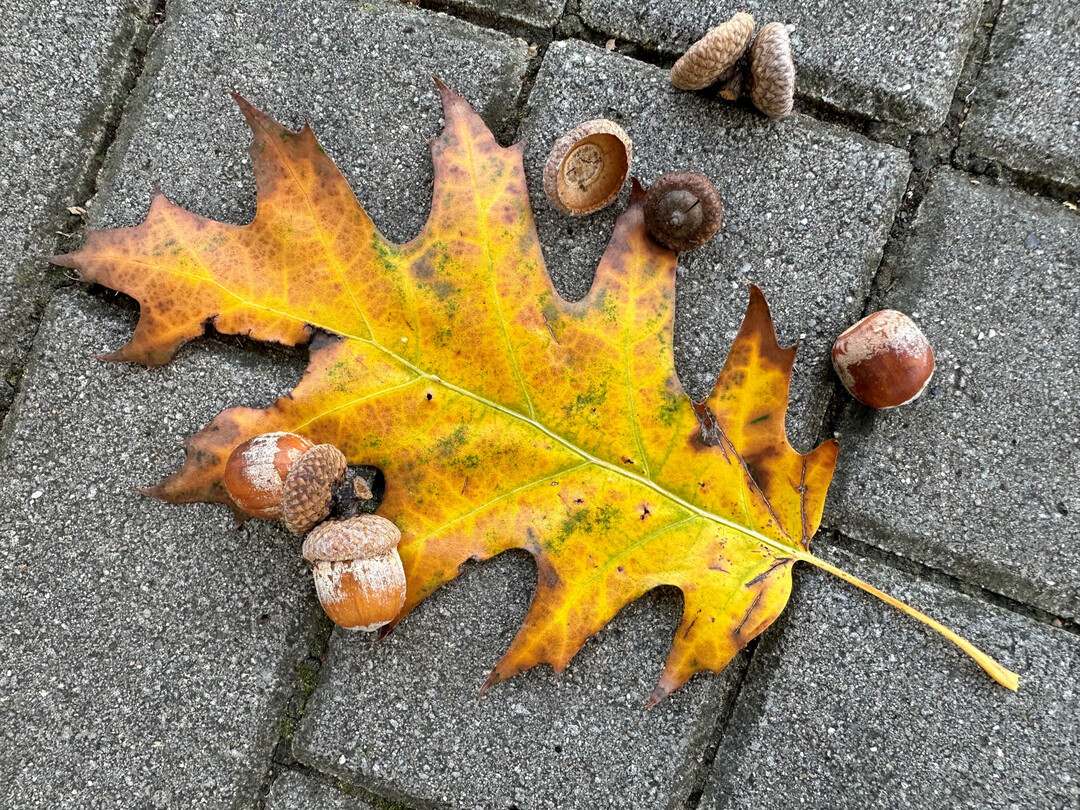 Typische Herbstfrbung und Frchte