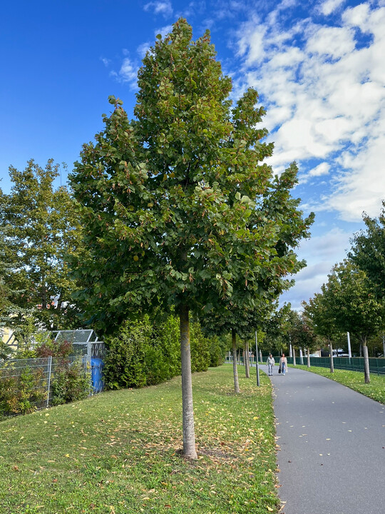 Habitus September 2024 im Projekt Stadtgrn 2021+, Standort Wrzburg