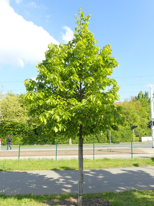 Der gleiche Baum in der Gesamtansicht        