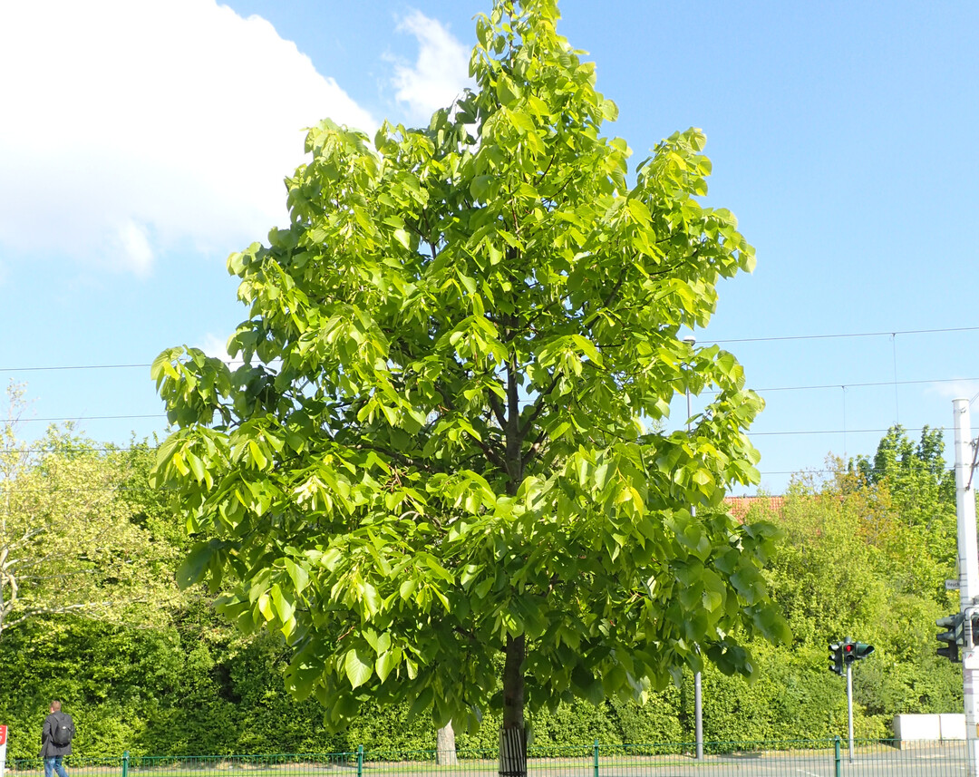 Tilia americana "Redmond"