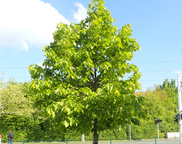 Tilia americana "Redmond"
