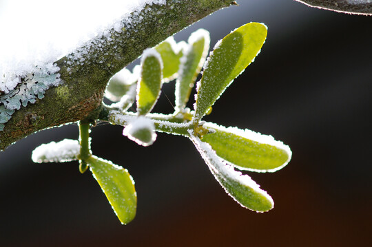 Vierjahrige Wintermistel auf einem Apfelbaum