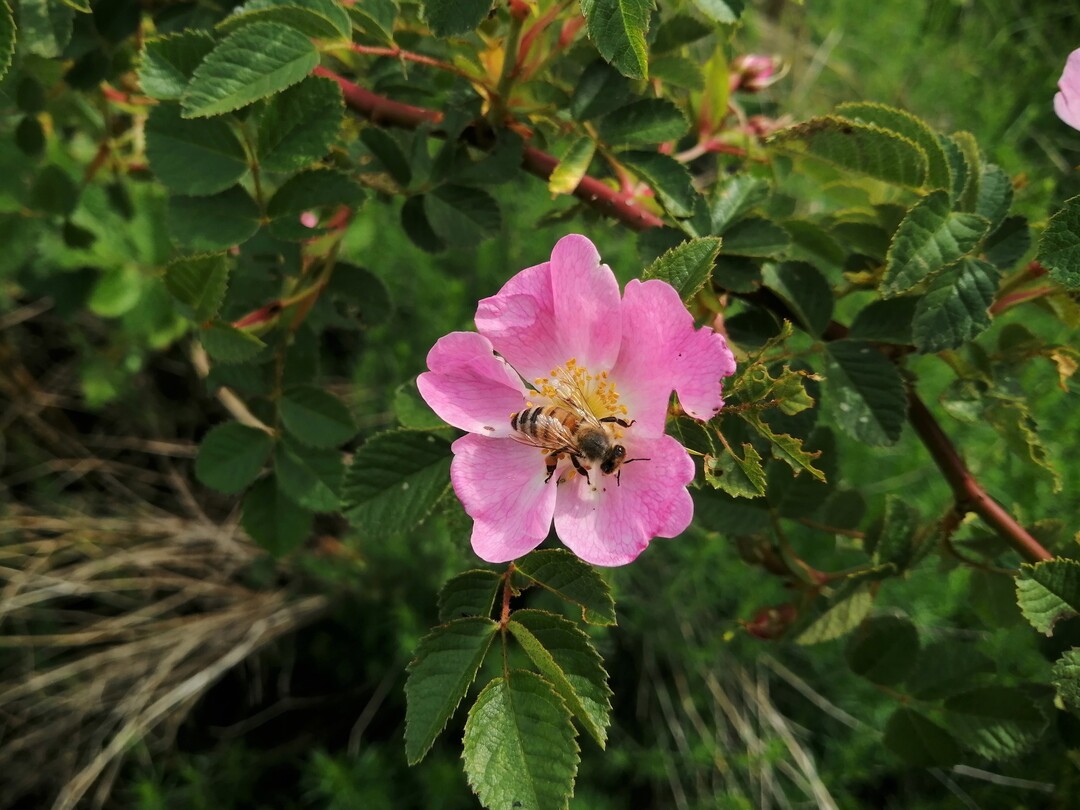 Die Wildrosen in einer modifizierten Benjeshecke in einer Wrzburger Grnanlage bieten Bestuberinsekten im Frhling reichlich Pollen.