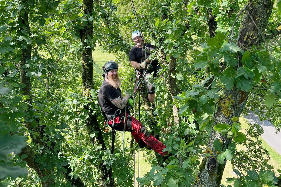 Das Baumpflegeteams des Fachdienstes Park- und Grünpflege legt Wert auf sorgfältige Pflege der alten Baumriesen - auch wenn das Zeit in Anspruch nimmt.