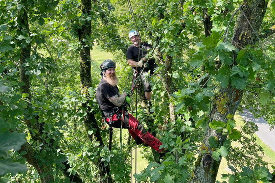 Das Baumpflegeteams des Fachdienstes Park- und Grnpflege legt Wert auf sorgfltige Pflege der alten Baumriesen - auch wenn das Zeit in Anspruch nimmt.