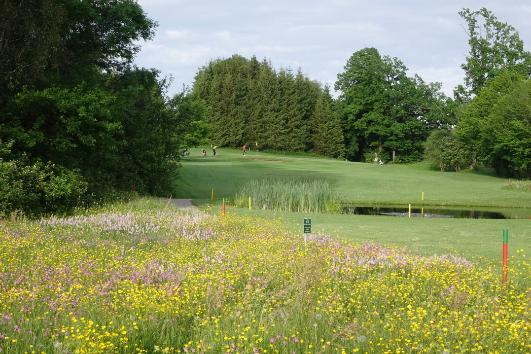 Betreten verboten, auch wenn der Ball in der Wildblumenwiese verschwindet.