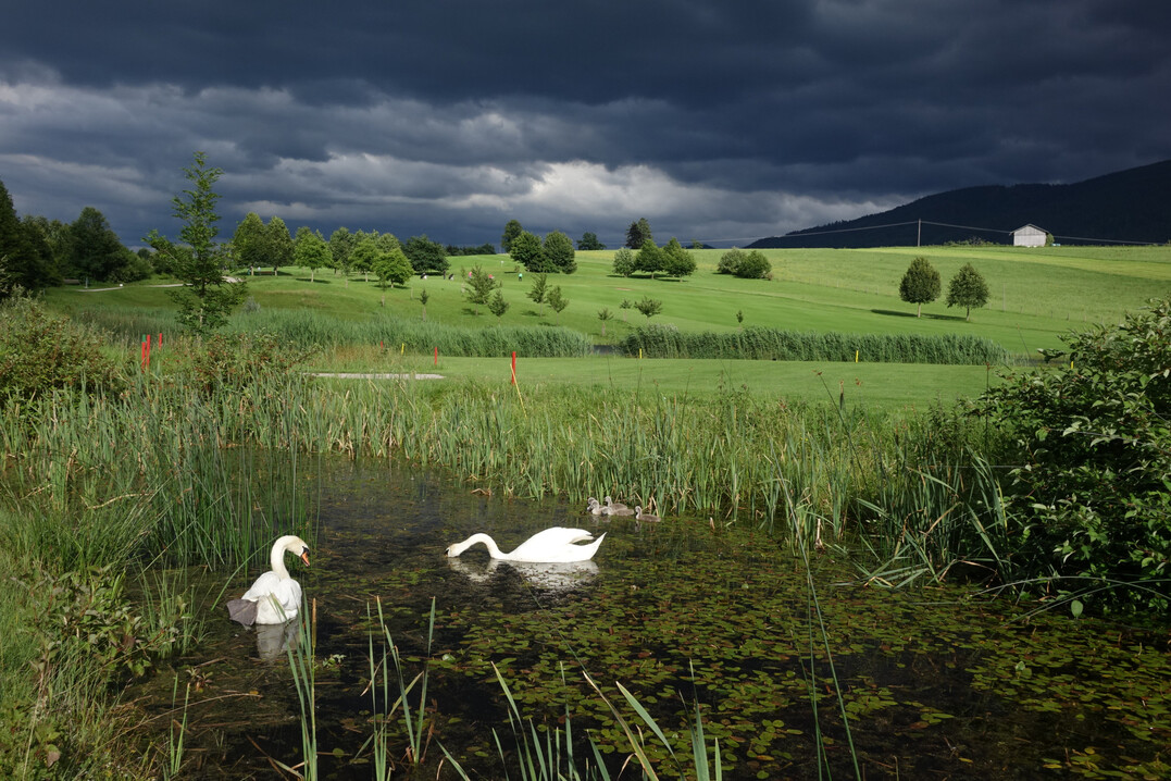 Im Teich hat sich eine Schwanenfamilie angesiedelt.