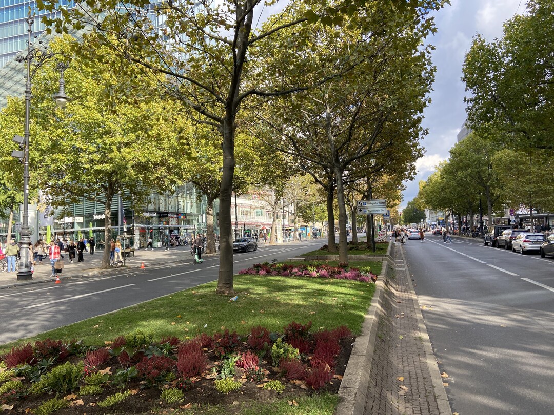 Rechtzeitige Kronenreduktionen von durch Trockenheit gefhrdeten Baumbestnden mit vitaler Kronenentwicklung und eingepassten Staudenpflanzungen zur Standortaufwertung (Kurfrstendamm, Berlin)