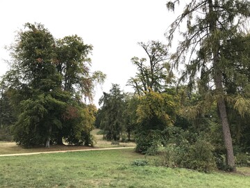 Absterbeerscheinungen in den Baumkronen nach Trockenheit