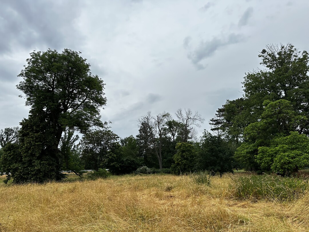 Blick in die flchendeckenden Baumschden des Herrenkrugparks