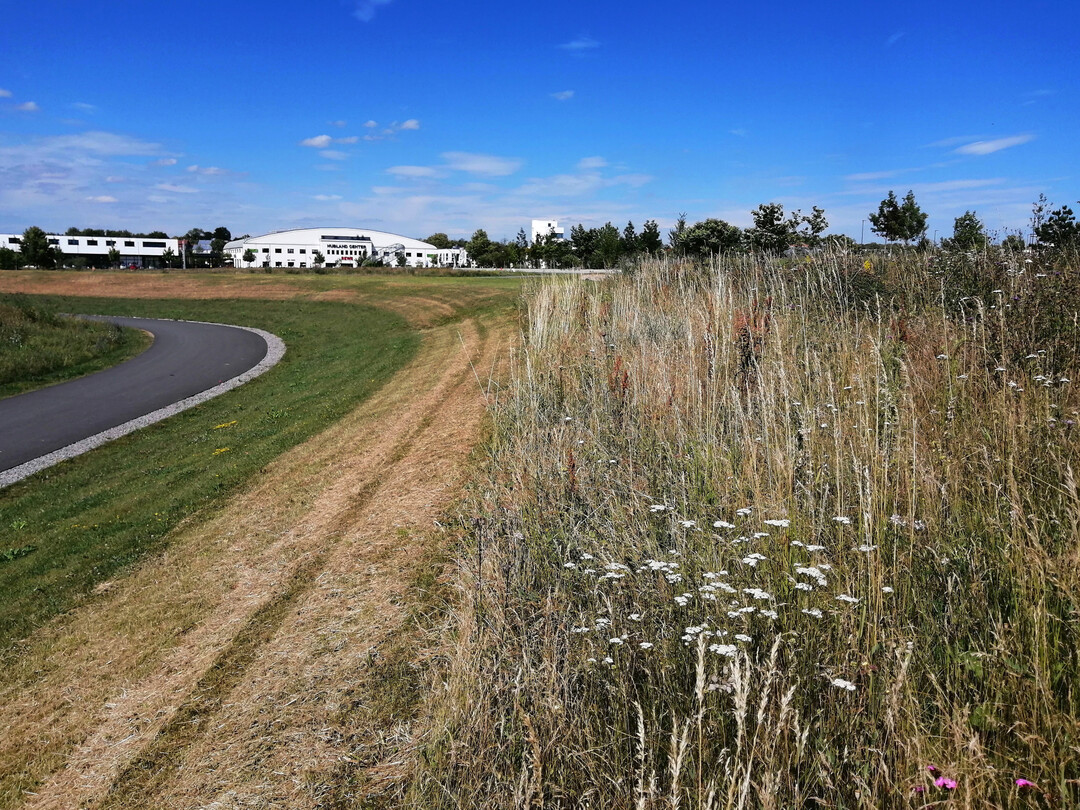 Abschnittsweise extensiv gemhte Magerwiese auf einer stdtischen Grnflche auf dem Areal der Bayerischen Landesgartenschau von 2018 in Wrzburg. Bei dem Gelnde handelt es sich eine Konversionsflche, die zuvor der US-Armee als Kaserne diente.