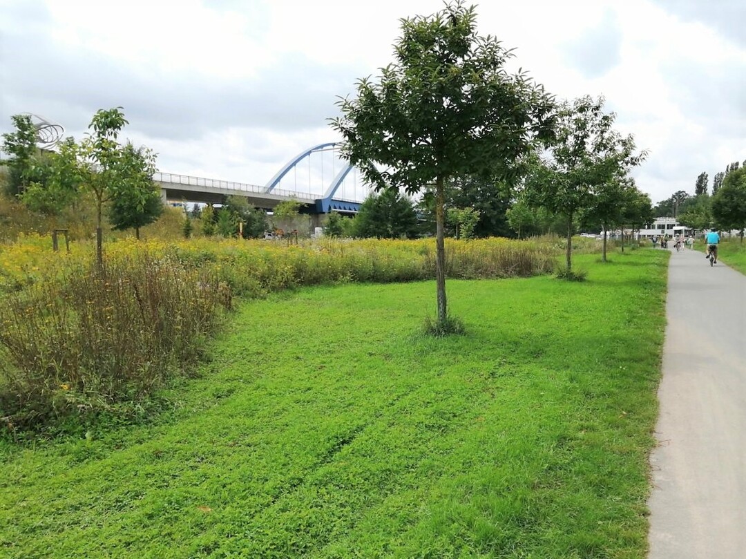 Abschnittsweise in dynamischen Kurven am Weg intensiver und vom Weg abgewandt extensiv gemhter gepflegte Wiese auf einer Grnflche in Volkach an der Mainschleife in Unterfranken