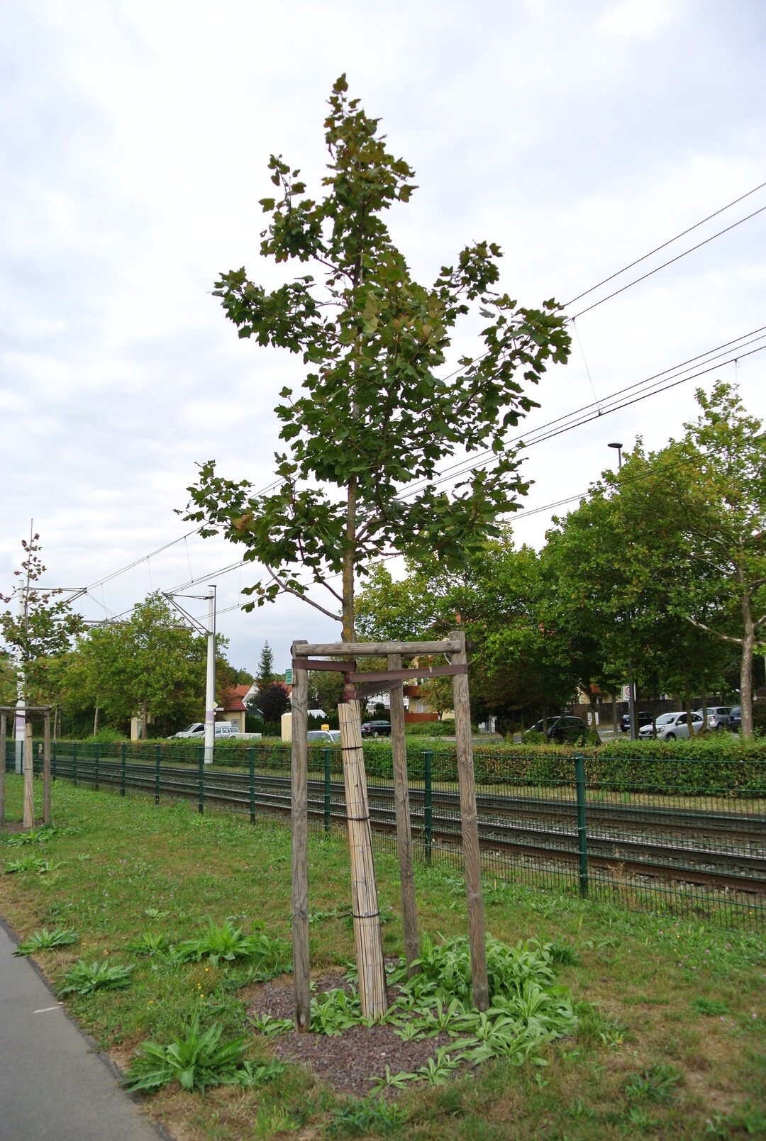 Projekt Stadtgrn 2021, Acer opalus 2015 nach der Pflanzung und 