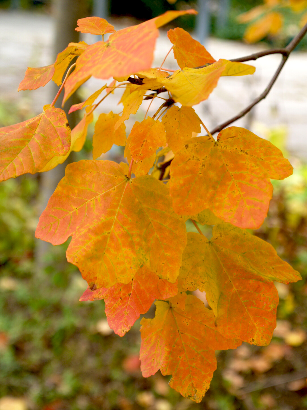  und im Herbst.