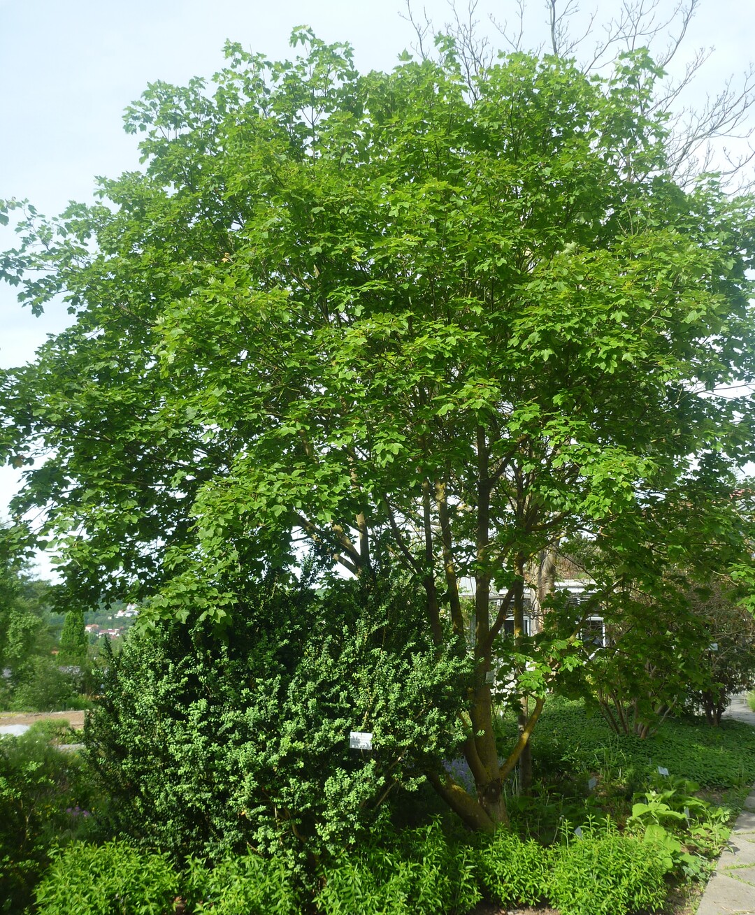 Mehrstmmiger Strauch im Sommer