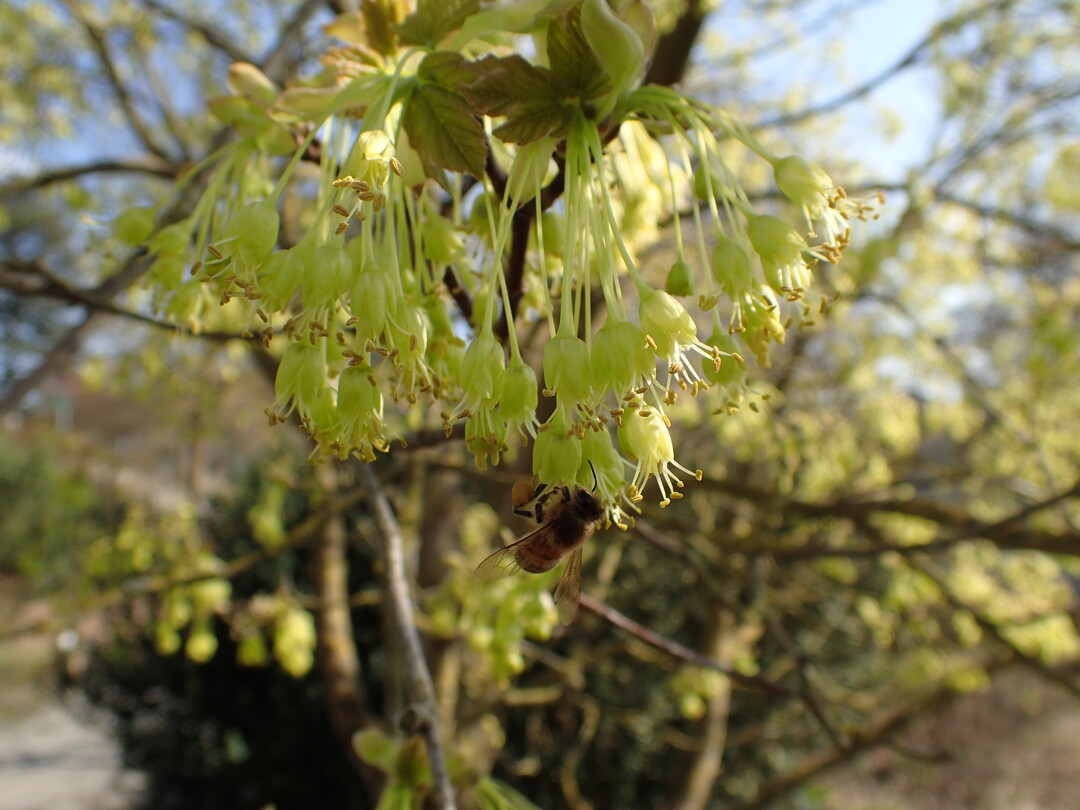 Blte im Detail mit Biene