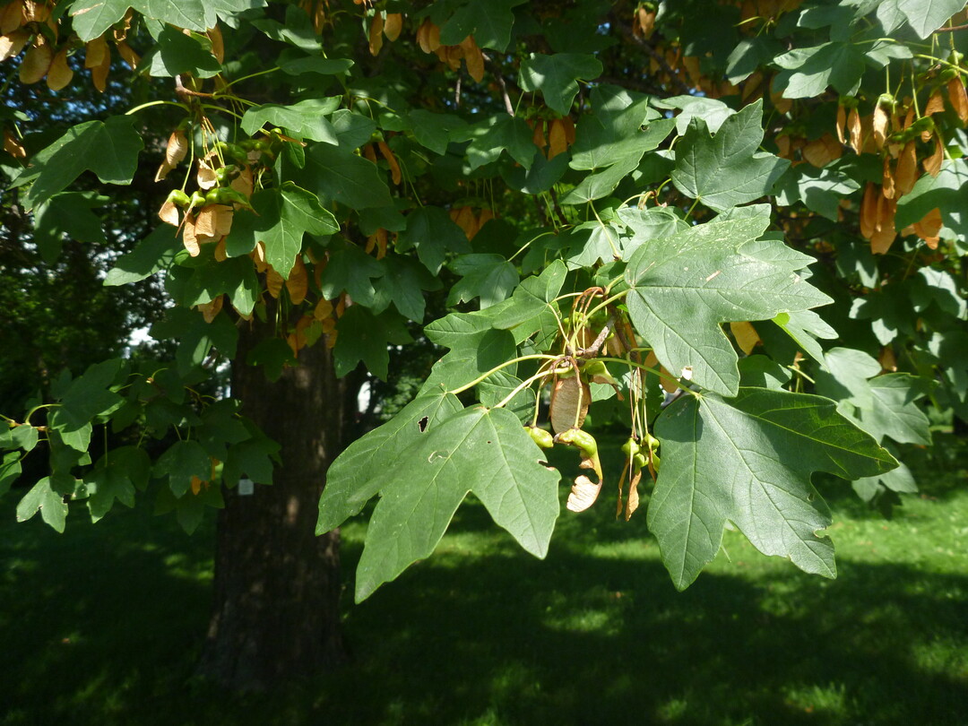 Acer opalus ssp. obtusatum, Bltter im Detail