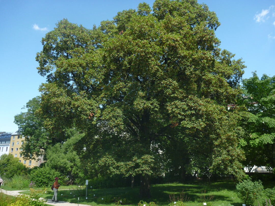Acer opalus ssp. obtusatum, ausgewachsener Baum