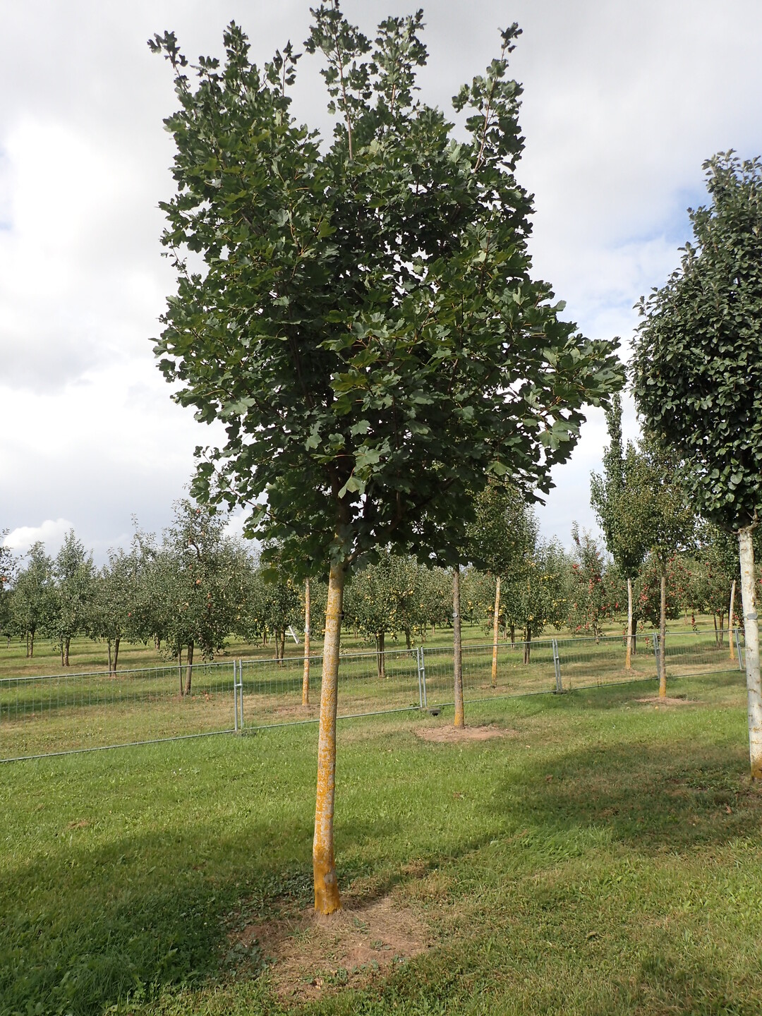 Junger Baum in der Sichtungspflanzung Klimabume am Standort Im Stutel der LWG in Thngersheim.