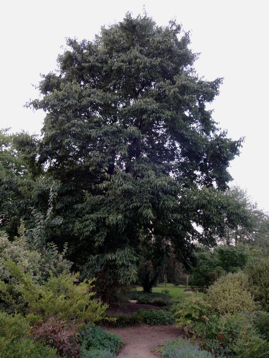 Alnus x spaethii im Arboretum Thiensen