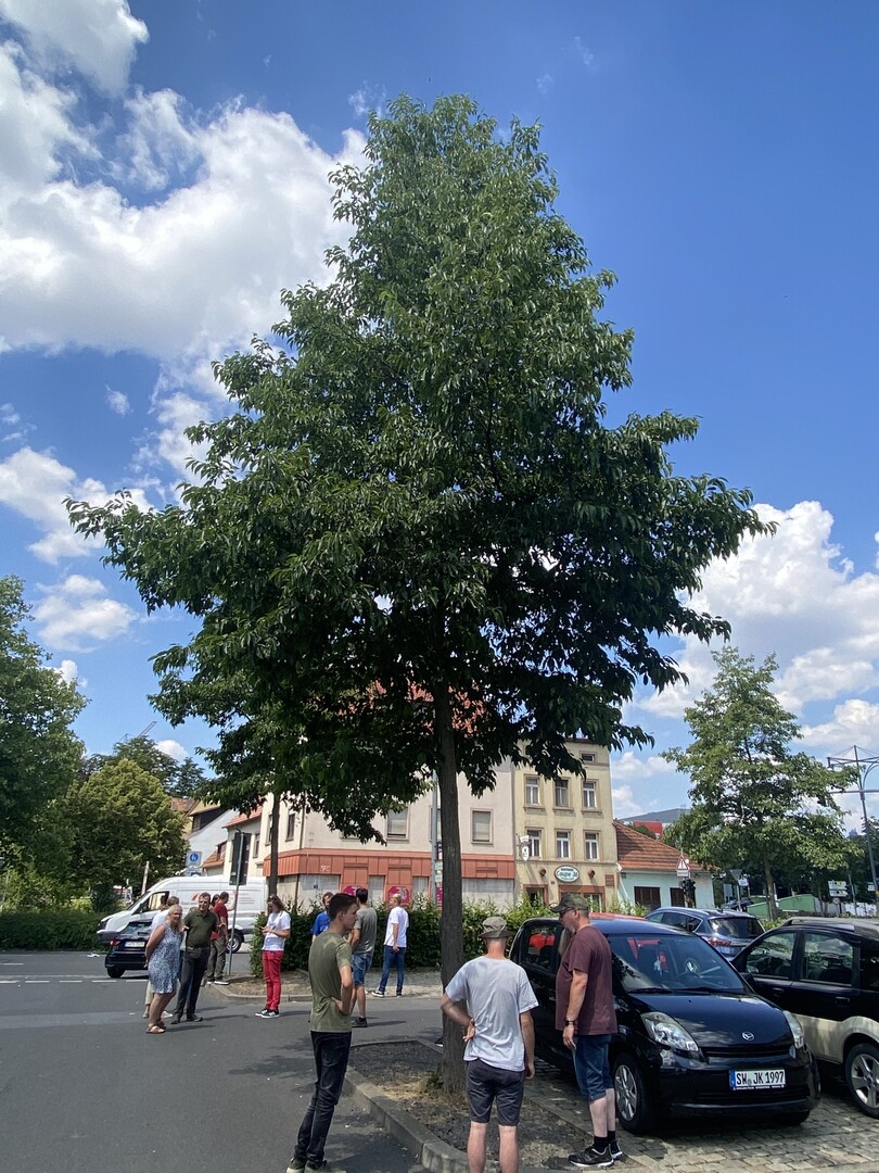 Alnus x spaethii, Parkplatz in Schweinfurt; gute Entwicklung trotz der knapp bemessenen Baumscheibe.
