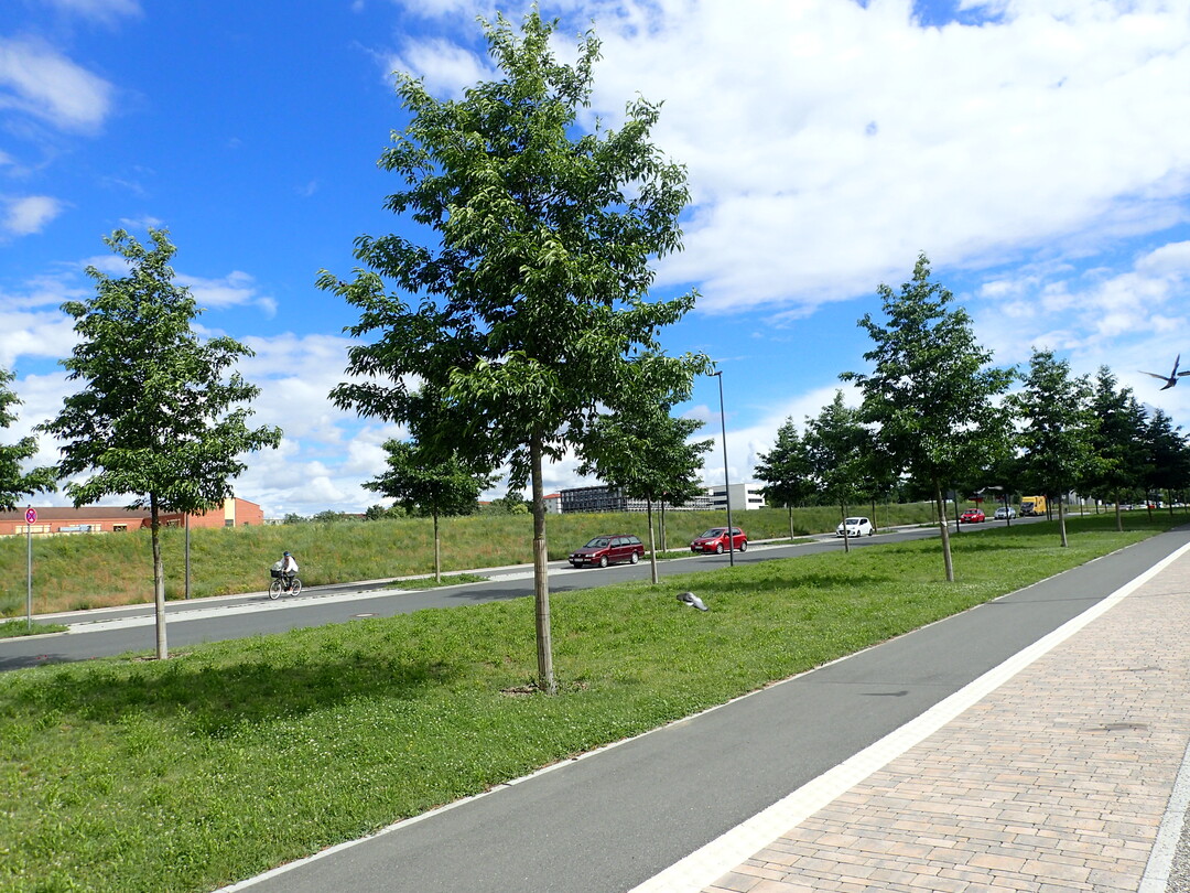 Alnus x spaethii in Wrzburg