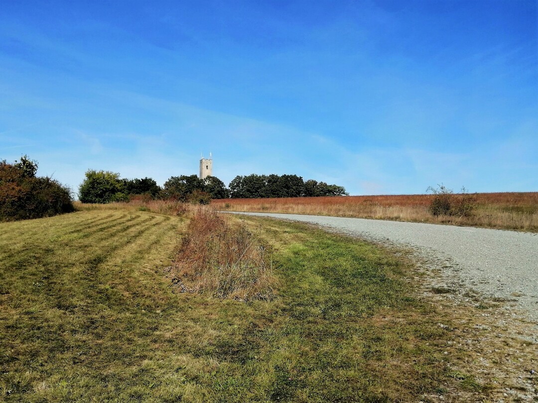 Durch Stehenlassen einer Teilflche bei der Mahd entstandener Altgrasstreifen auf einer Magerwiese auf dem Schenkenfeld bei Wrzburg