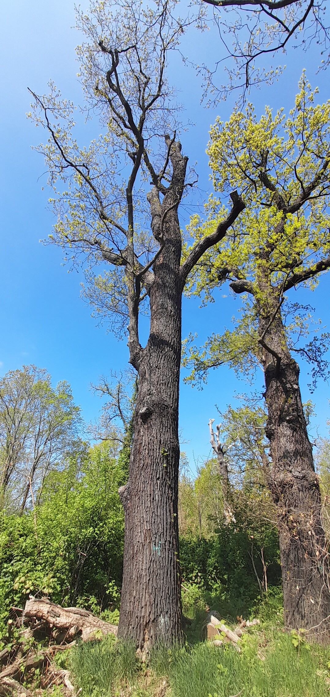 Von Eichenheldbock befallene Eichen im Volkspark Potsdam. Die Bume wurden freigestellt, um die Sonneneinstrahlung zu erhhen. Statt intensiver Baumpflege wurde abgezunt.