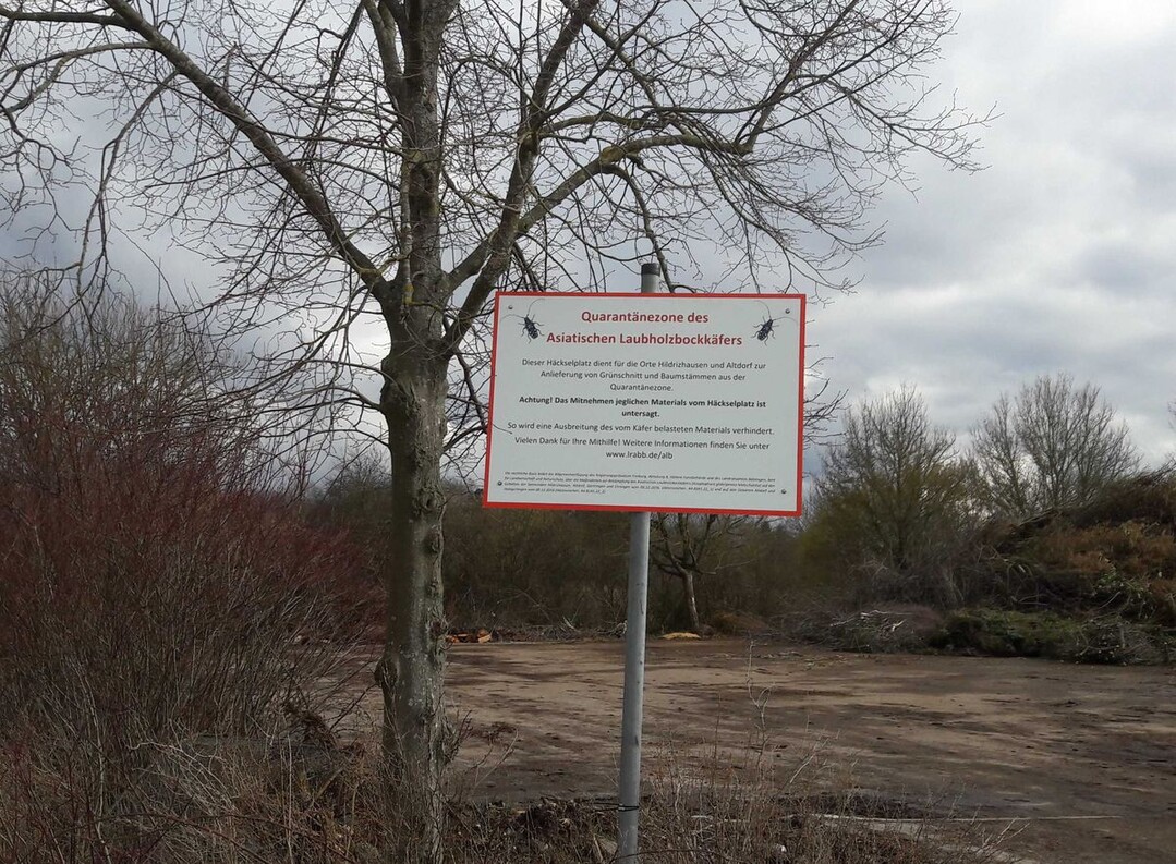 Quarantnezone des Asiatischen Laubholzbockkfers ALB: Zur Frderung der Pflanzengesundheit sollen die Brger ihr Schnittgut auf den ausgewiesenen Sammelstellen entsorgen.
