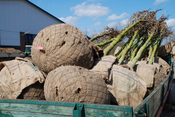 Die Preise fr Ballenware und Containergehlze knnten im Herbst krftig steigen. 