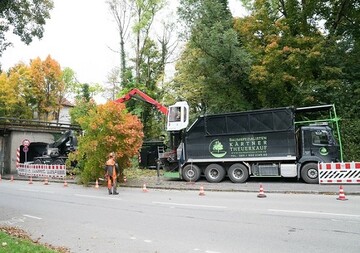 Baumfllspezialisten im Einsatz