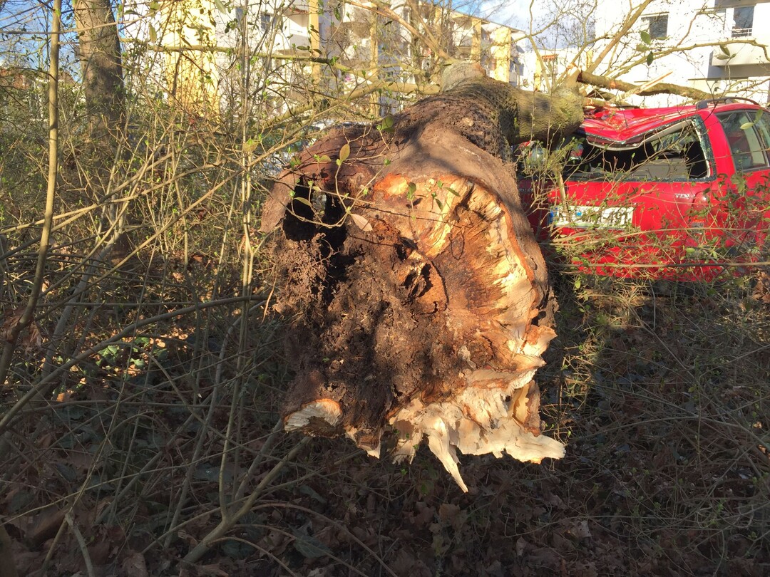 Immer noch traurige Tagesordnung: Wenn Baumwurzeln bei Tiefbaumaßnahmen beschädigt werden, verliert der Baum seine Standsicherheit und stürzt über kurz oder lang um.