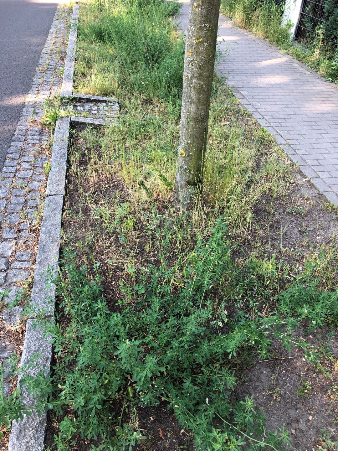 In einer Schwammstadt erfolgt die Oberflchenentwsserung ber Baumrigolen. Sie leiten Regenwasser von der Oberflche durch die Baumgrube, wo es entweder versickern oder zwischengespeichert werden kann. Der Baum nimmt das Wasser auf und verdunstet es ber die Krone. Dabei entsteht Verdunstungsklte, die sich in heien Stdten positiv auf das Klima auswirkt.