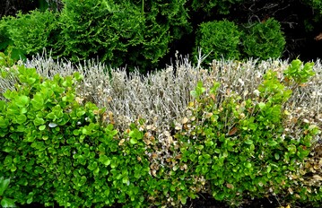 Buchsbaum Blattfall und Triebsterben, verursacht durch Cylindrocladium 