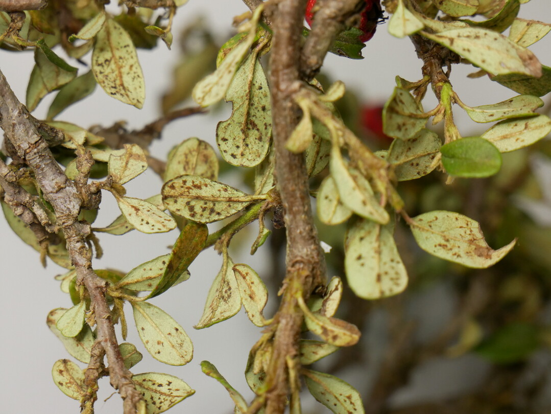 Kotkrmel an Cotoneaster