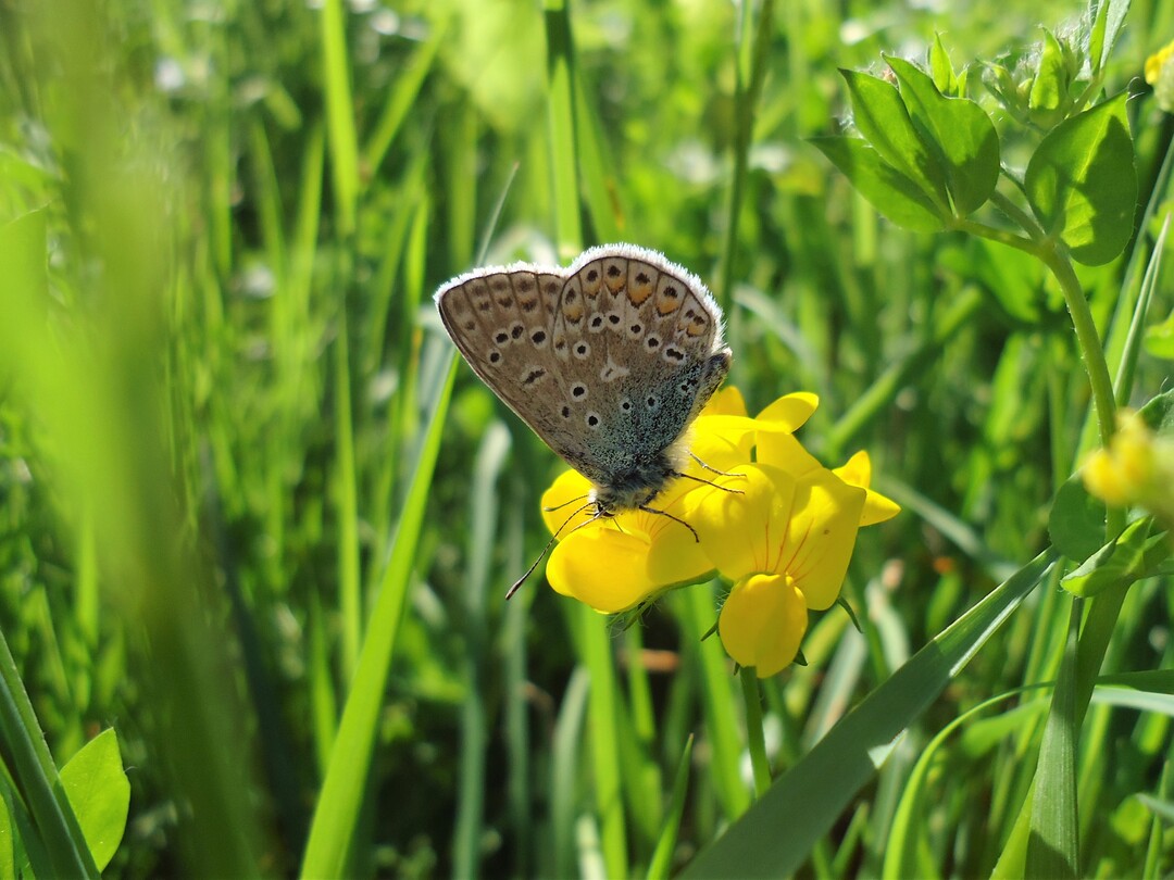 Tagfalter wie zum Beispiel einige Blulings-Arten gehren zu den typischen tierischen Bewohnern extensiv gepflegter Wiesen. Hier ein Bluling auf einer Hornklee (Lotus corniculatus)-Blte.