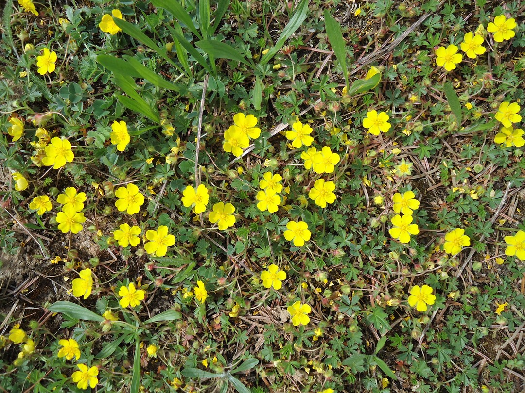 Auch niedrig wchsige Kruter wie zum Beispiel das Kriechende Fingerkraut (Potentilla reptans) sind wichtig fr die Biodiversitt von Wiesen und Rasen. Durch schonendes Mhen mit erhht eingestelltem Mhwerk knnen solche Kruter samt ihrer Blten erhalten werden und stehen damit  whrend die Blten der hherwchsigen Kruter gegebenenfalls bereits abgemht sind  weiterhin mit Nektar und Pollen fr Bestuber-Insekten zur Verfgung.