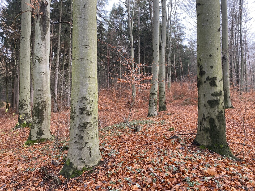 Die glatte, silbrige Borke ist das markante Zeichen der Rotbuche (Fagus sylvatica). Sie bildet auf entsprechenden Standorten auch Reinbestände (hier bei Waldenburg in Sachsen), die oft von einer, an Frühlingsgeophyten reichen Krautflora begleitet werden.