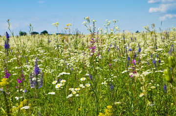 Bunte Blumenwiese