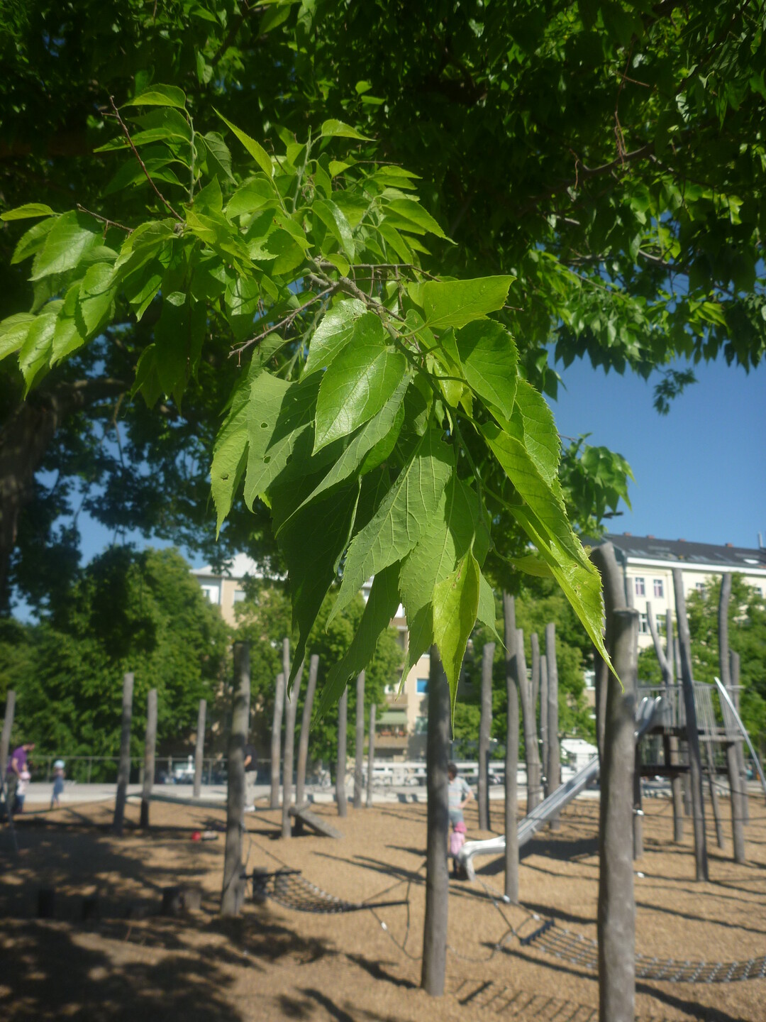 Detail Bltter (Celtis australis)