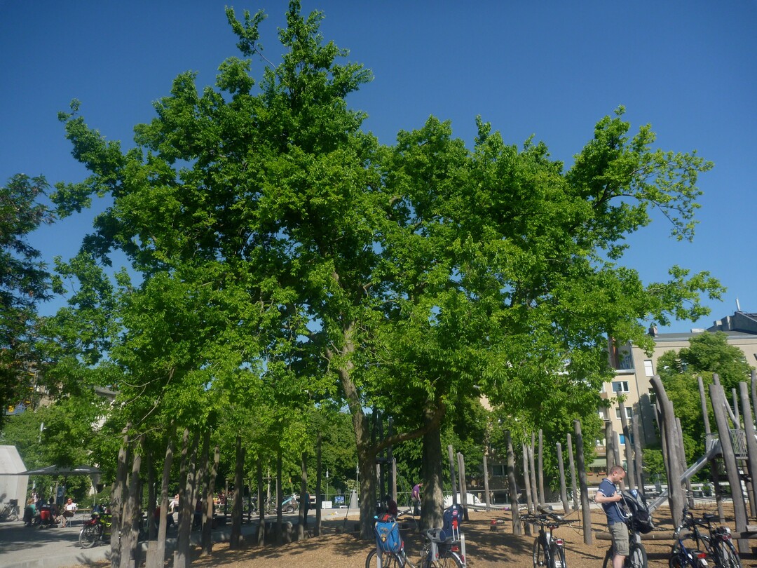 Als Schattenbaum auf einem Spielplatz in Berlin (Celtis australis)