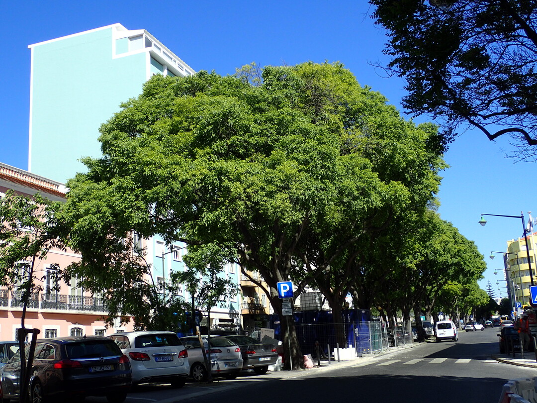 In Lissabon Schattenspender im Sommer ...