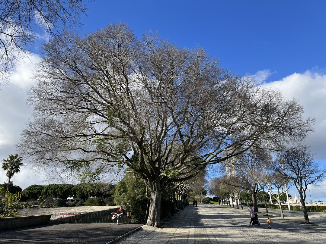  und eindrucksvolle Kronenstruktur im Winter (Celtis australis)
