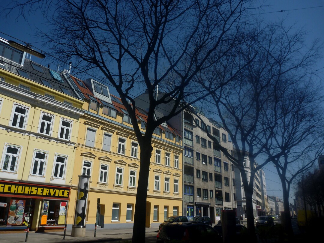 Ein hufig gepflanzter Straenbaum in Wien(Celtis australis)