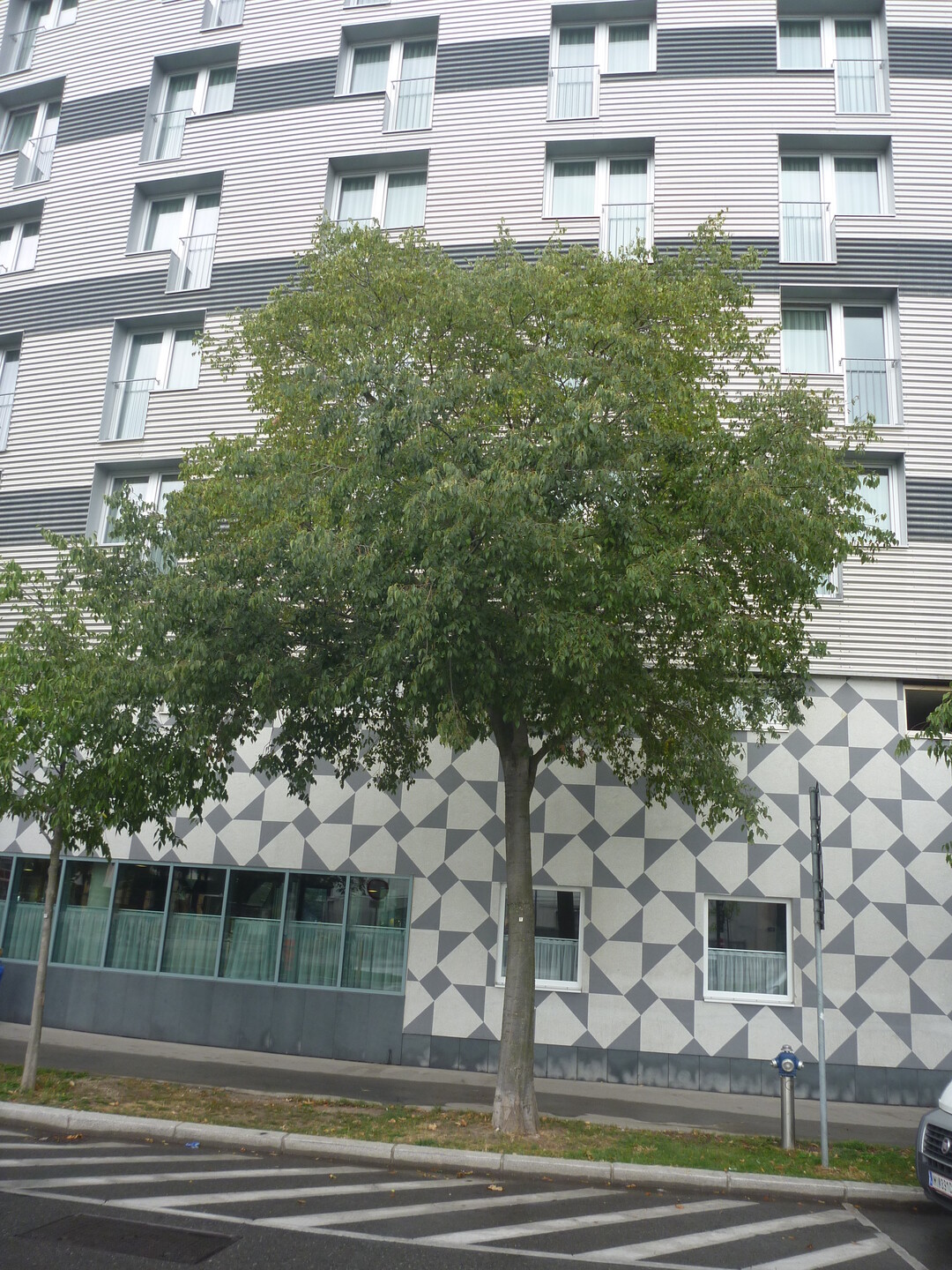 Ein hufig gepflanzter Straenbaum in Wien (Celtis australis)