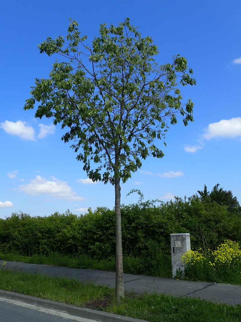 Versuch Stadtgrn 2021, Standort Wrzburg im Jahr 2015 (Celtis australis)