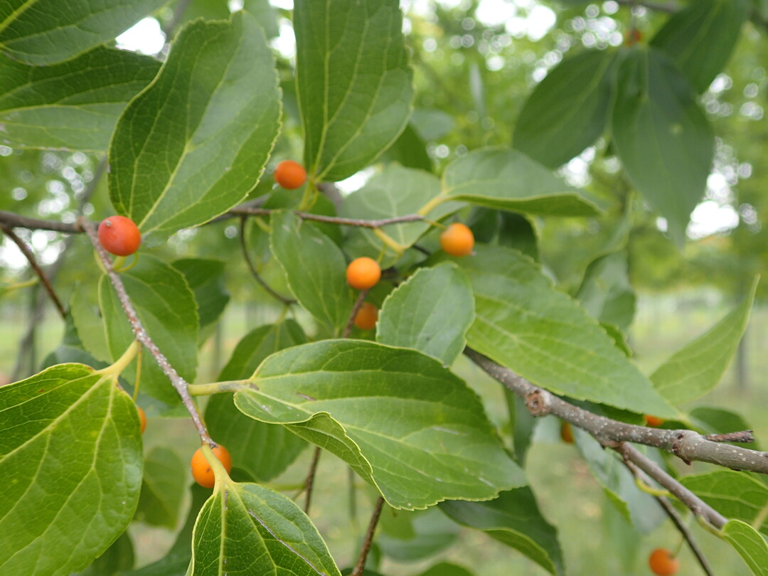 Detail Blätter und Früchte (Celtis julianae)