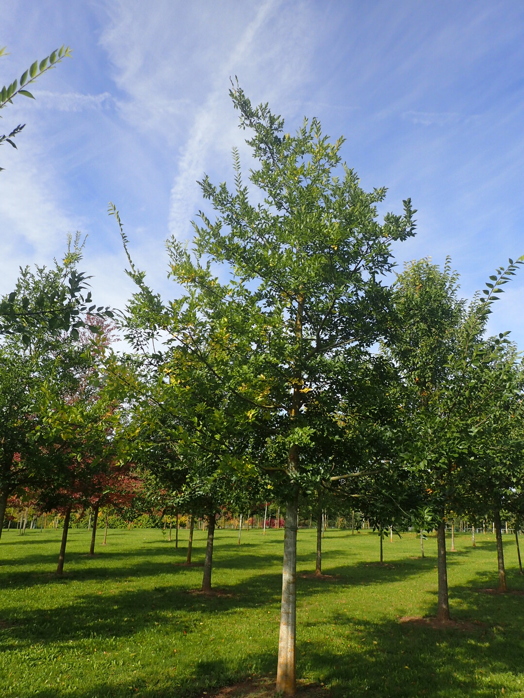 Habitus junger Baum in der Vergleichspflanzung Im Stutel, LWG Veitshchheim (Celtis julianae)